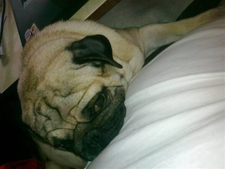 Mops kivi´s svante - Ligger hos far og er meget træt og meget kælle.. :) billede 9