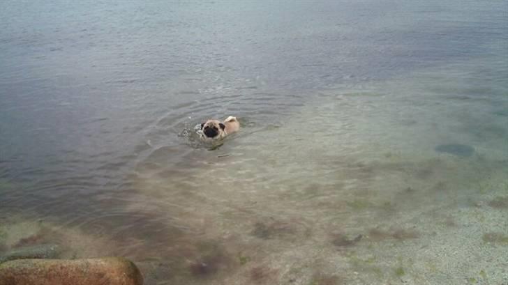 Mops kivi´s svante - ude og bade.mums.. billede 10