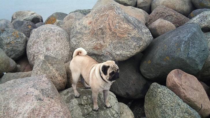 Mops kivi´s svante - Er jeg ikke en charmer :) billede 11