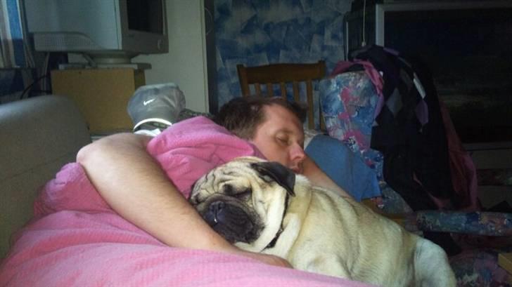 Mops kivi´s svante - mmmm vi sover godt mig og far :). billede 12