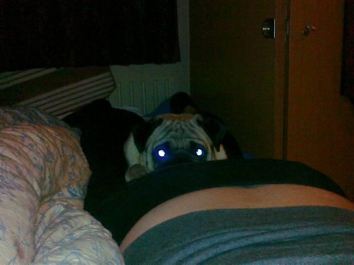 Mops kivi´s svante - kuk kuk... billede 13