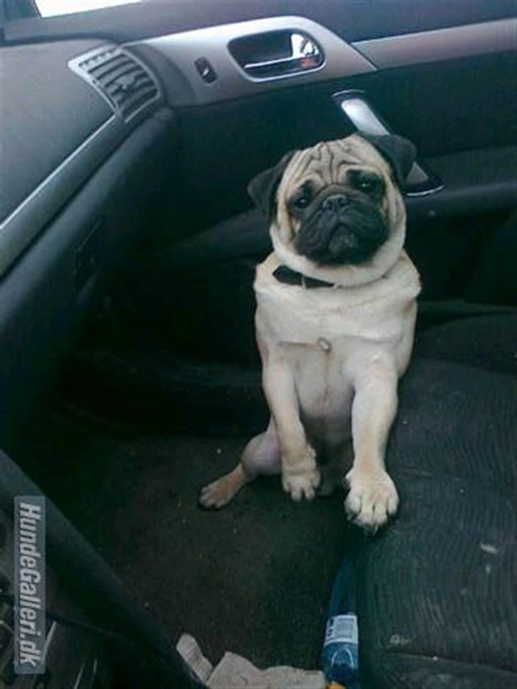 Mops kivi´s svante - elsker at kører bil.. billede 14