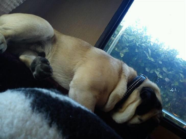 Mops kivi´s svante - elsker at campere og elsker at sove i campingvogn :)  billede 15