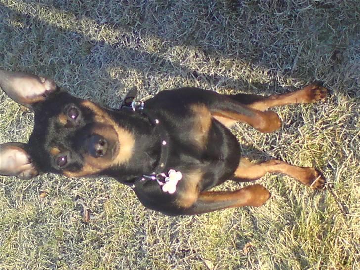 Dvaergpinscher Jackie - Sitter pæn billede 1