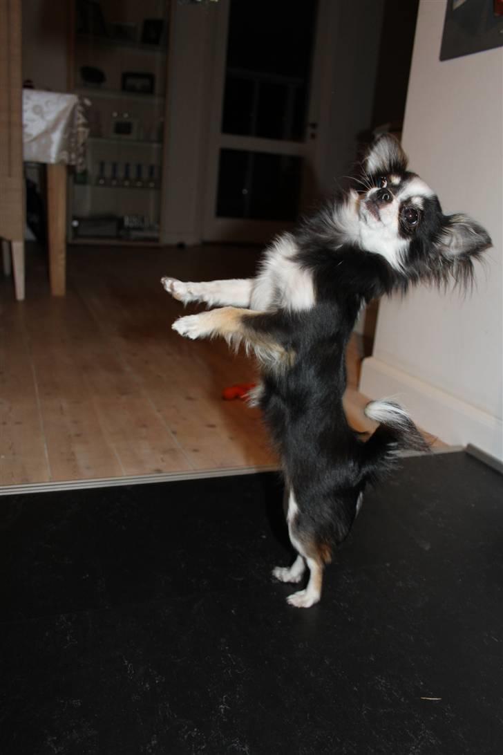 Chihuahua Coco Casanova billede 17