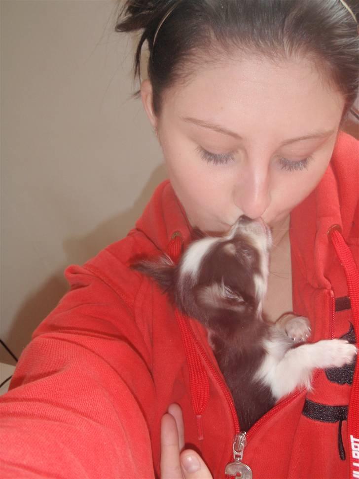 Chihuahua Coco Casanova billede 18