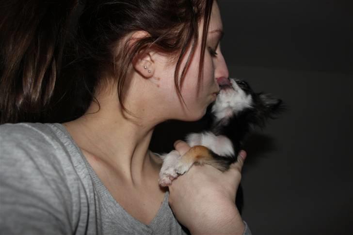 Chihuahua Coco Casanova billede 19