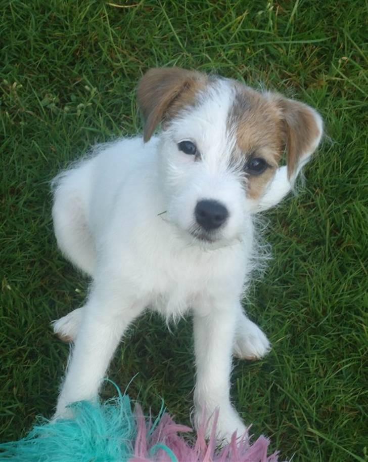 Parson russell terrier Cudweed´s Kiss Of An Angel (soya) billede 4