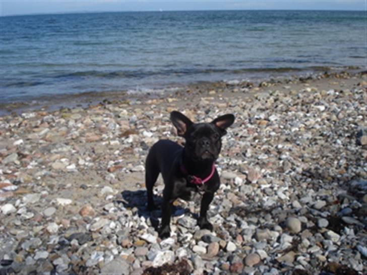 Fransk bulldog Alberte - Alberte ved vandet billede 2