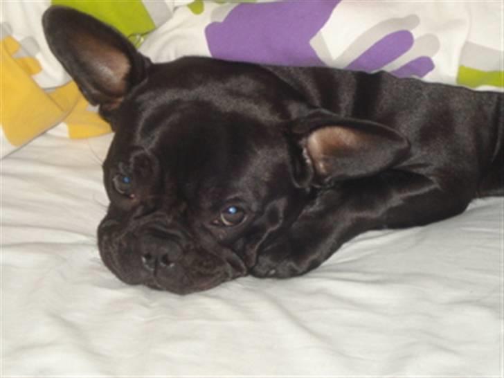 Fransk bulldog Alberte - Ligger lige og putter billede 4
