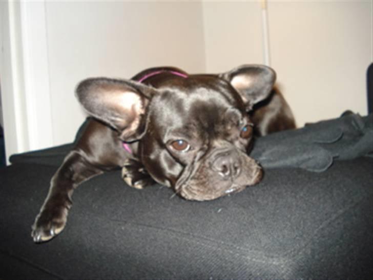 Fransk bulldog Alberte - Så er der helt ro på. Alberte på sin puf:-) billede 5
