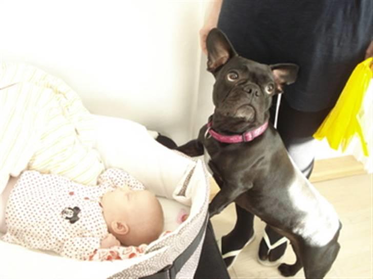 Fransk bulldog Alberte - Jeg er vild med babyer:-) Især hvis man må låne deres legetøj billede 6