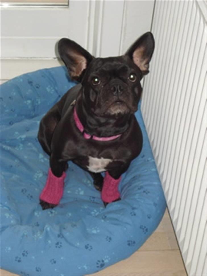 Fransk bulldog Alberte - Alberte som Jane Fonda billede 7