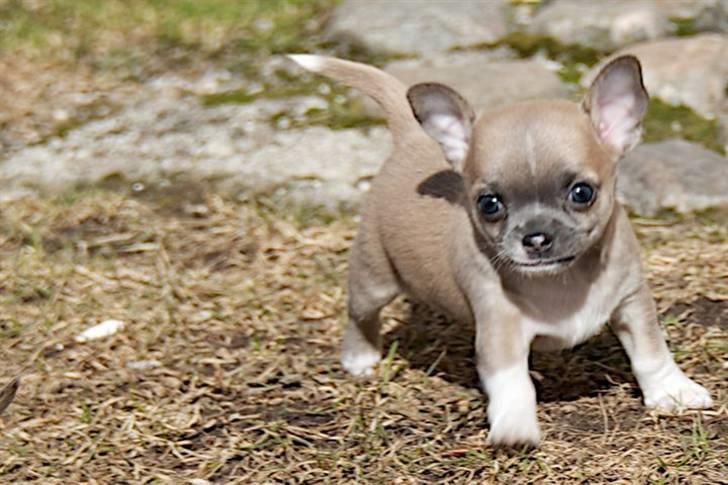 Chihuahua Elvis billede 1