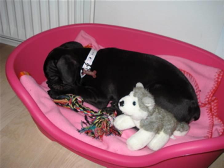 Fransk bulldog Alberte - Lille prinsessen, da hun lige kom hjem 12/12-08 billede 9