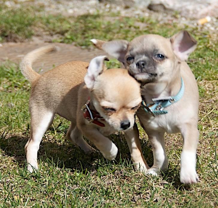 Chihuahua Elvis billede 2