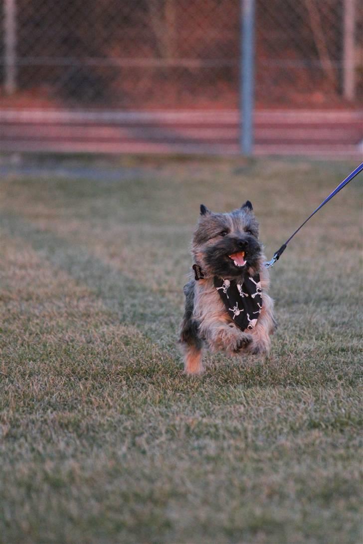 Cairn terrier Jensen aka Gulvmoppen - "Tadadadaaaaah" billede 8