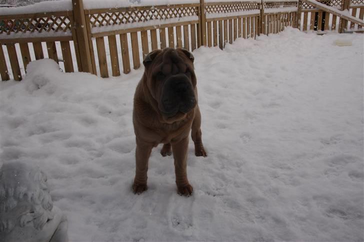 Shar pei Boris billede 11