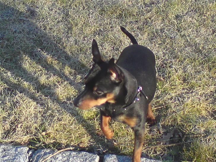 Dvaergpinscher Jackie - Mon ikk snart Tanja kan lege? billede 2