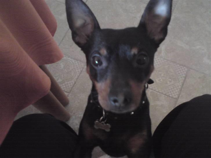 Dvaergpinscher Jackie - hmm... mon den ostemad er til mig??? billede 3