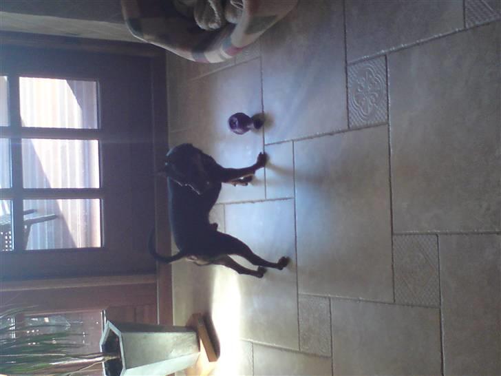 Dvaergpinscher Jackie - Jeg kan ikke spise af skålen, men gi mig keglen så æder jeg løs billede 4