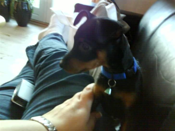 Dvaergpinscher Jackie - Som hvalp Iggu ! han var bare fræk ! billede 5
