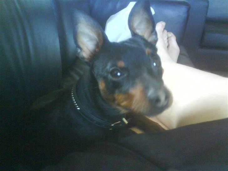 Dvaergpinscher Jackie - Ikke noget bedere end at putte ved mor. billede 6