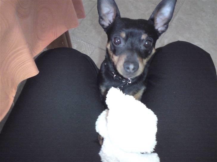 Dvaergpinscher Jackie - Skal vi lege? billede 7