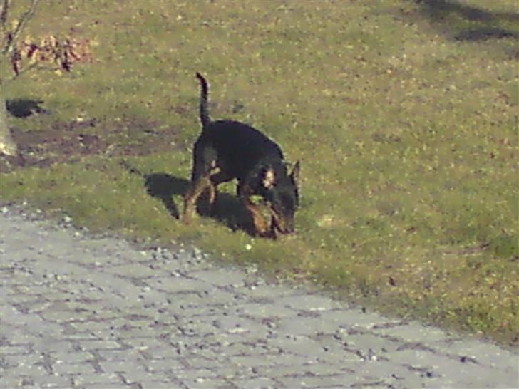 Dvaergpinscher Jackie - Der har gået noget her.... Men hvad???  billede 8