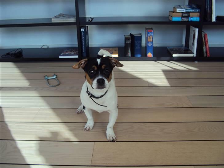 Blanding af racer Kato (Kejdow) billede 9