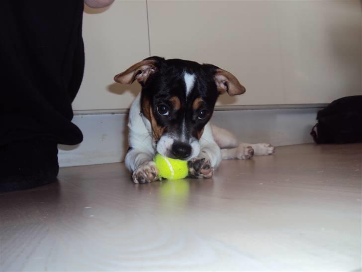 Blanding af racer Kato (Kejdow) billede 1