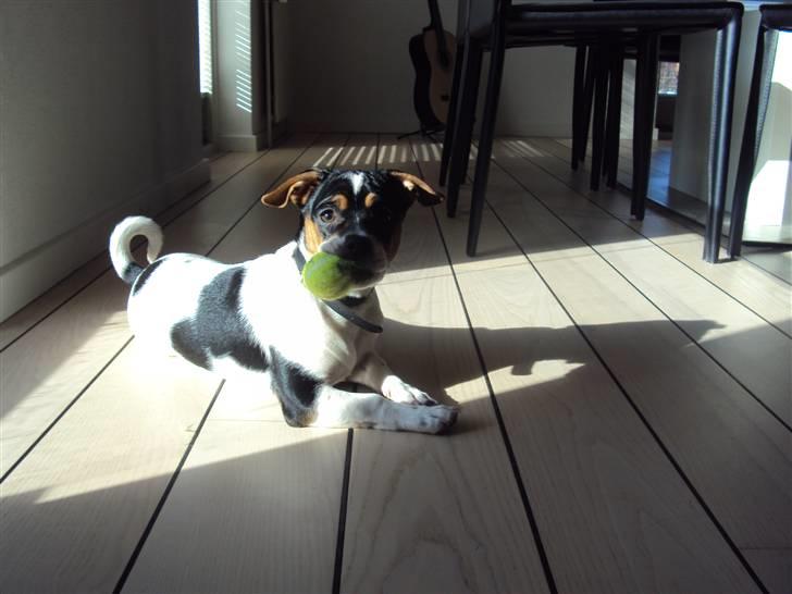 Blanding af racer Kato (Kejdow) billede 10