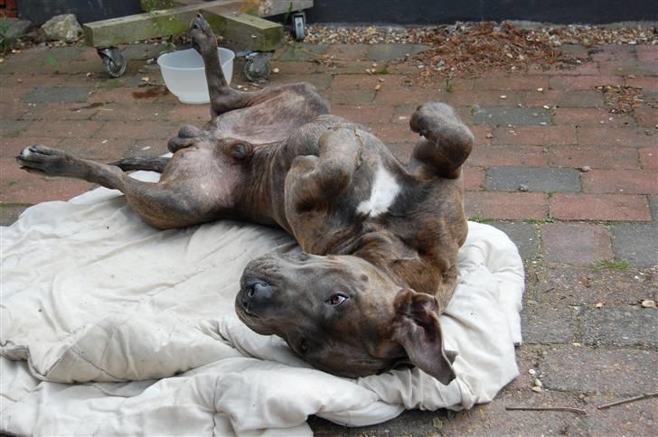 Blanding af racer Kovaz R.I.P billede 11