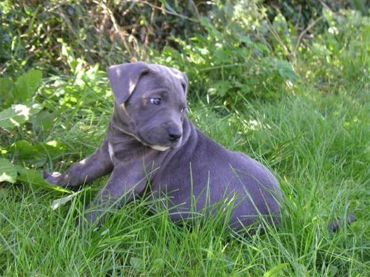 Blanding af racer Kovaz R.I.P billede 12