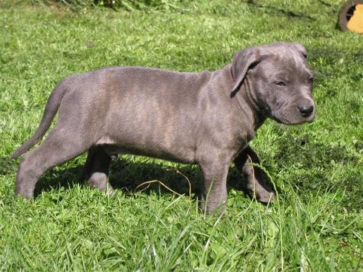 Blanding af racer Kovaz R.I.P billede 13