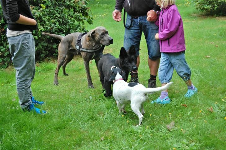 Blanding af racer Kovaz R.I.P - playdate 2009 billede 14