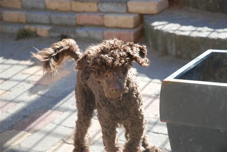 Mellempuddel Baylie billede 13