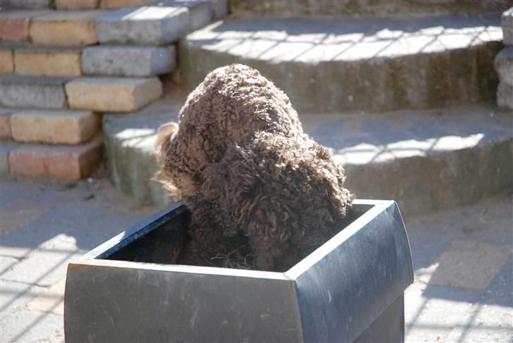 Mellempuddel Baylie billede 14