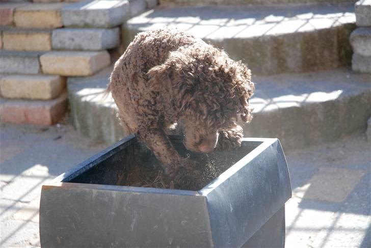 Mellempuddel Baylie billede 15