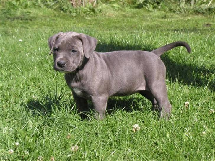 Blanding af racer Kovaz R.I.P billede 15