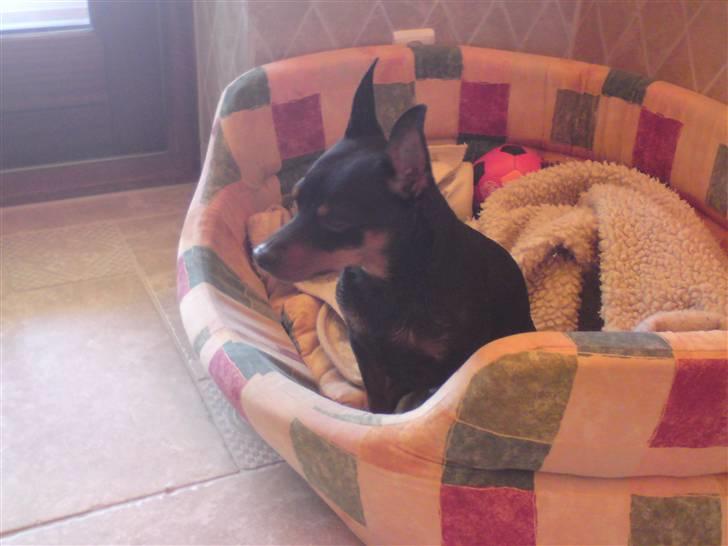 Dvaergpinscher Jackie - Endelig "helligt" sted efter mit bad billede 9