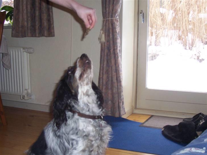 Blanding af racer Lady billede 4