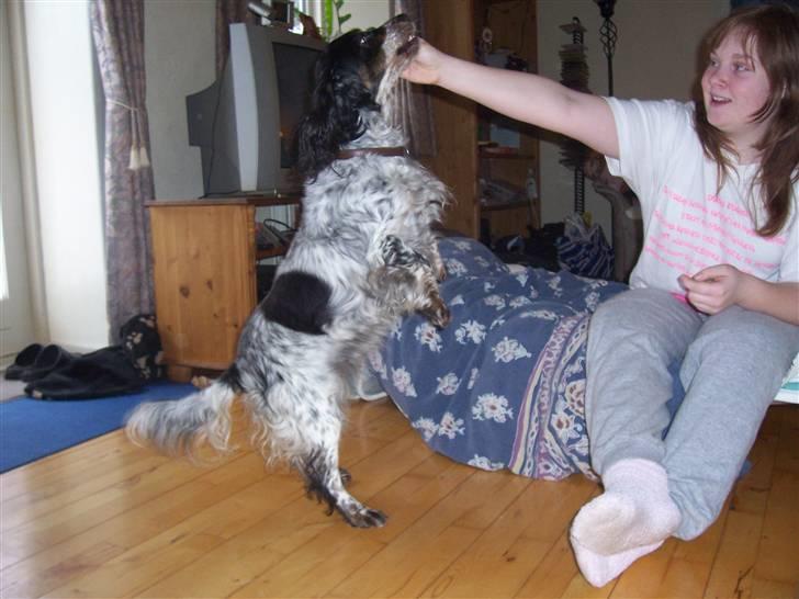 Blanding af racer Lady billede 5