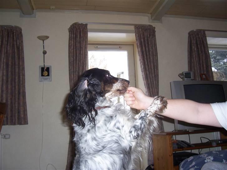 Blanding af racer Lady billede 7