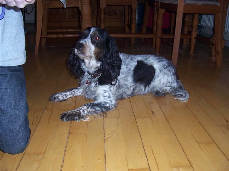 Blanding af racer Lady billede 8