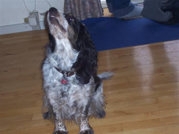 Blanding af racer Lady - tak fordi i så med håber i vil tag godt imod mig herinde og stemme mig ind :D <3  billede 9