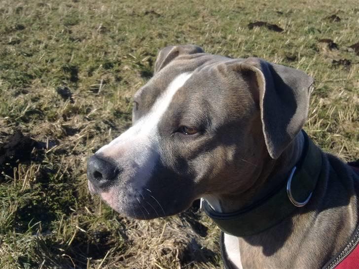 Amerikansk staffordshire terrier Bella - Bella d. 8 marts 2011 med mor i marken (derfor uden mundkurv) ;-) billede 15