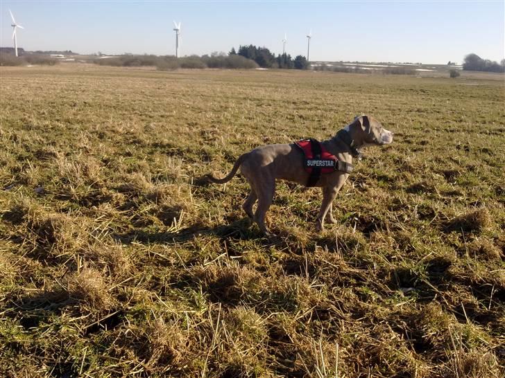 Amerikansk staffordshire terrier Bella - Bella d. 8 marts 2011 med mor i marken (derfor uden mundkurv) ;-) billede 16