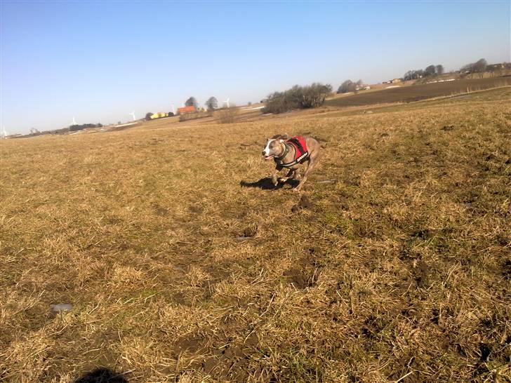 Amerikansk staffordshire terrier Bella - Bella d. 8 marts 2011 med mor i marken (derfor uden mundkurv) ;-) billede 17