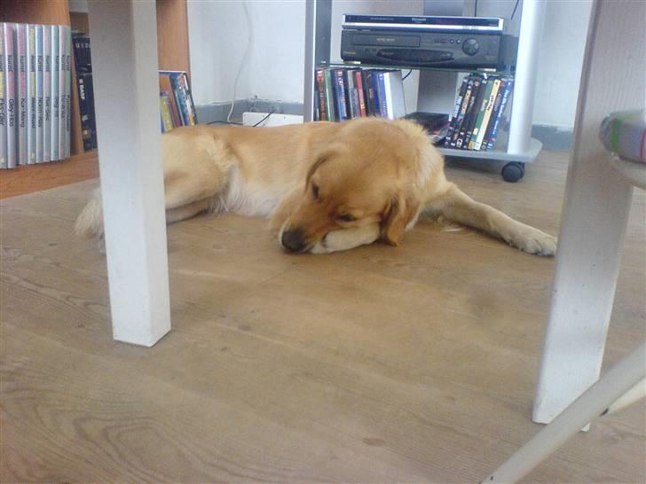 Golden retriever Queenie billede 7